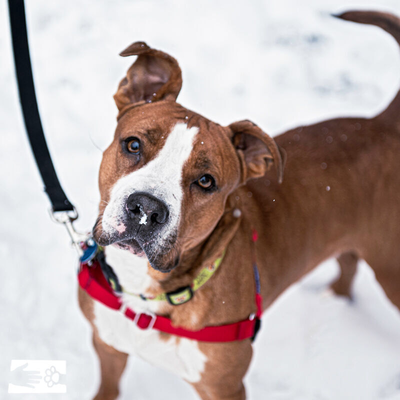Rover HSCC Pet of the Week